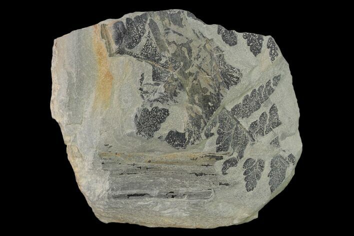 Pennsylvanian Fossil Fern (Mariopteris) Plate - Kentucky #137739